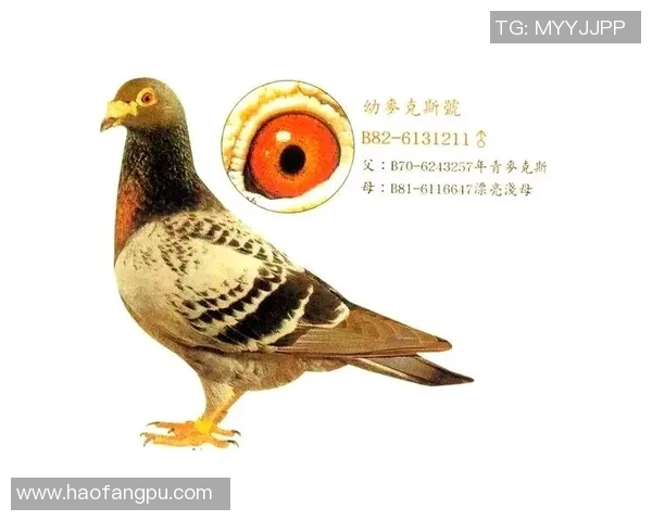 达喀尔足球球星崛起之路:从贫困街头到国际赛场的传奇旅程 达喀尔足球球星崛起之路:从贫困街头到国际赛场的传奇旅程